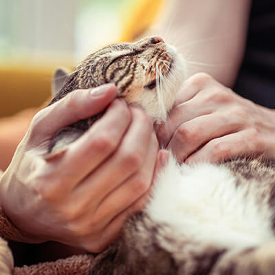 pet wellness icon