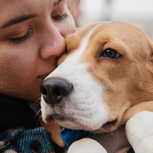 pet wellness icon