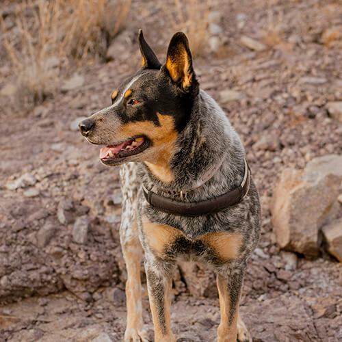pet wellness icon