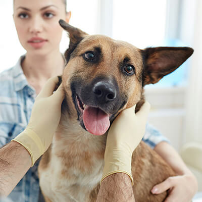 pet wellness icon