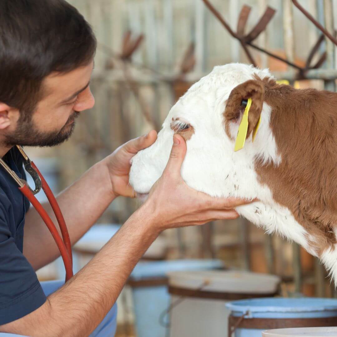 pet wellness icon