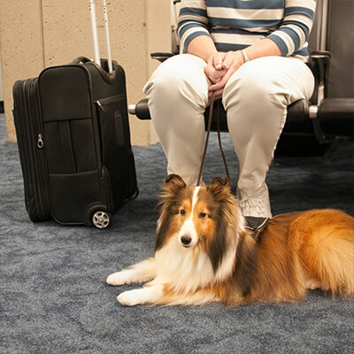 pet wellness icon
