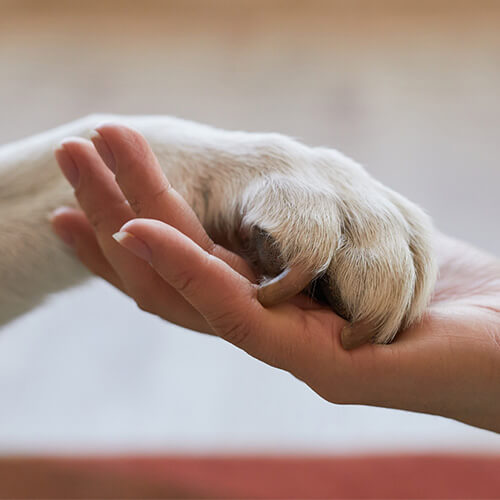 pet wellness icon