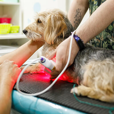 pet wellness icon