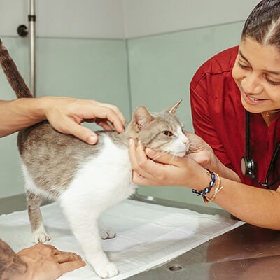 pet wellness icon