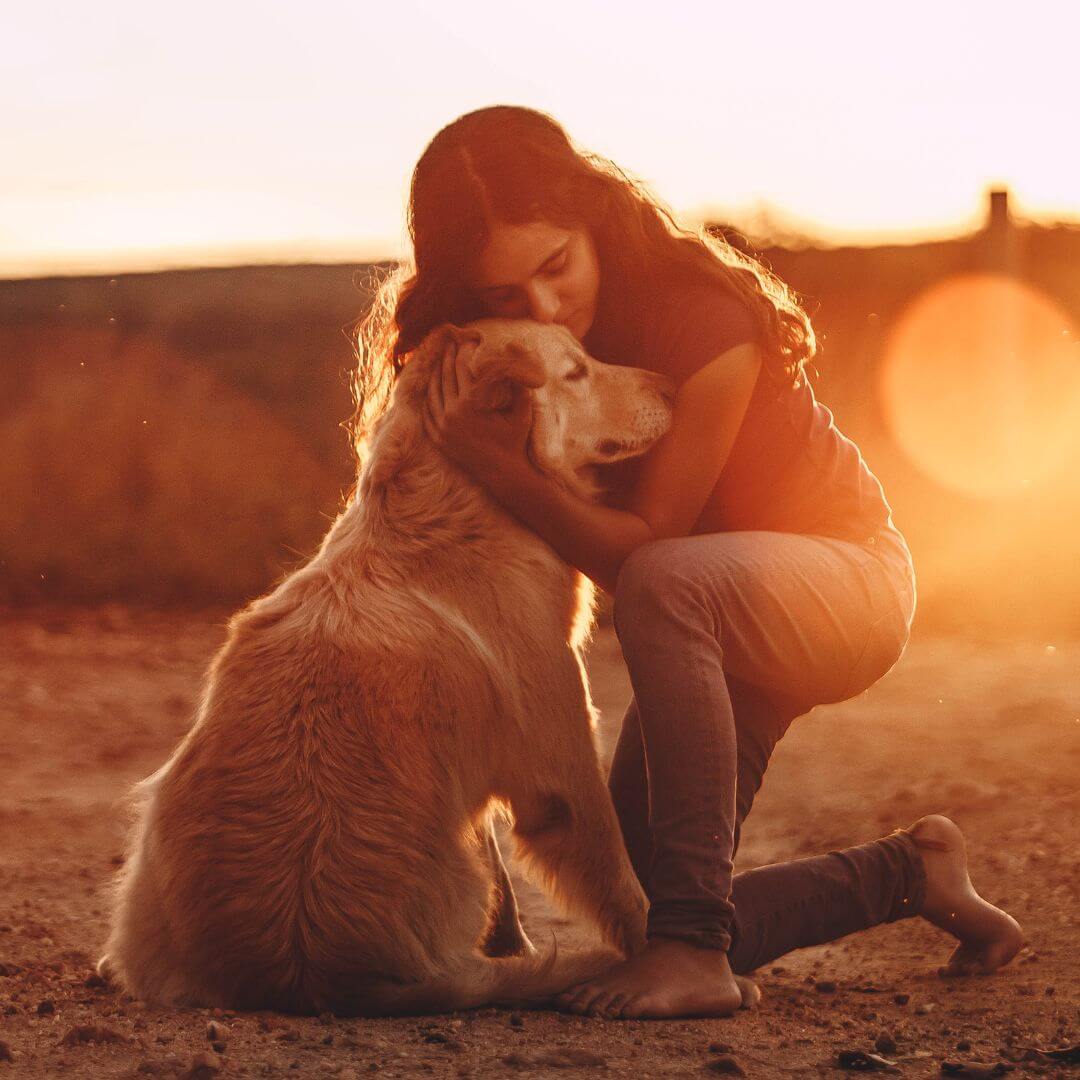 pet wellness icon