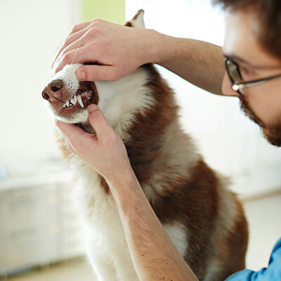 pet wellness icon