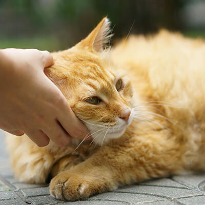 senior cat being loved by owner
