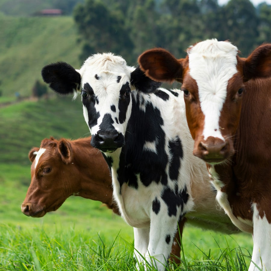 Cattle-&-Bovine-Care-section