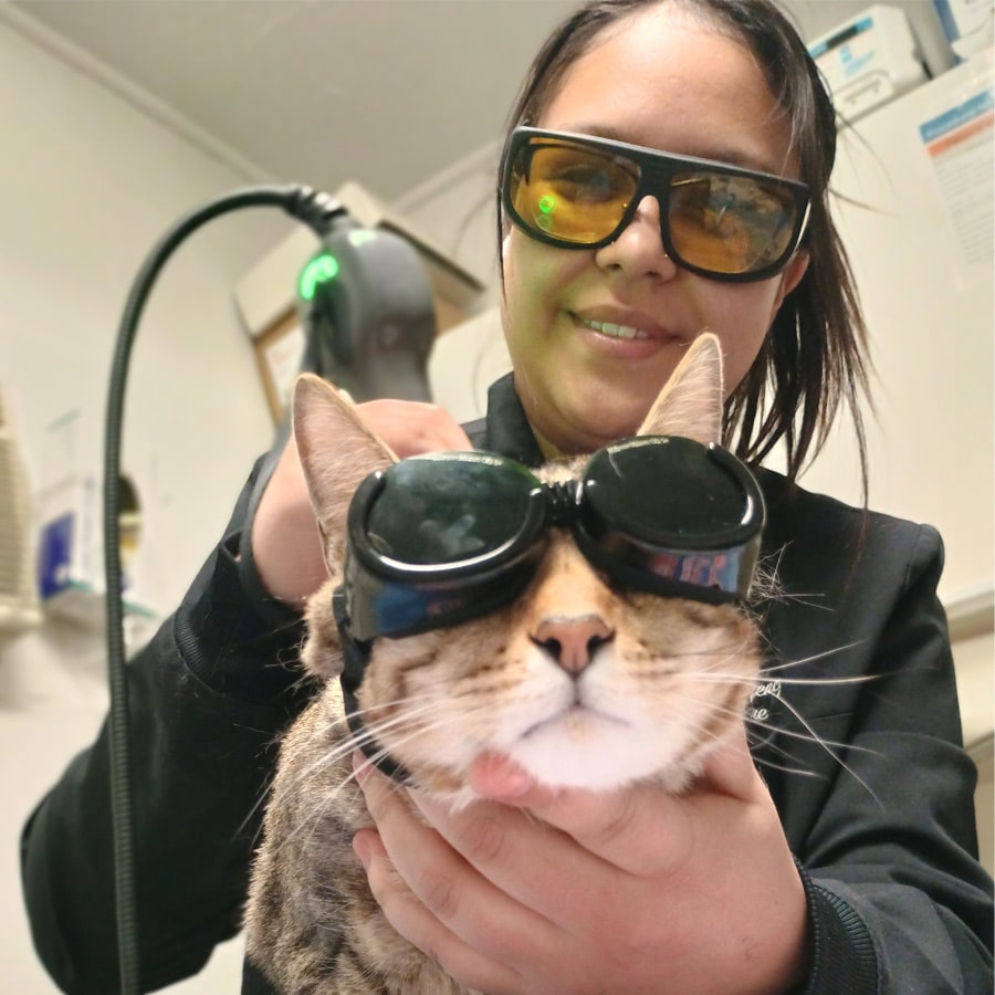 Conditions-Treated-with-Pet-Laser-Therapy