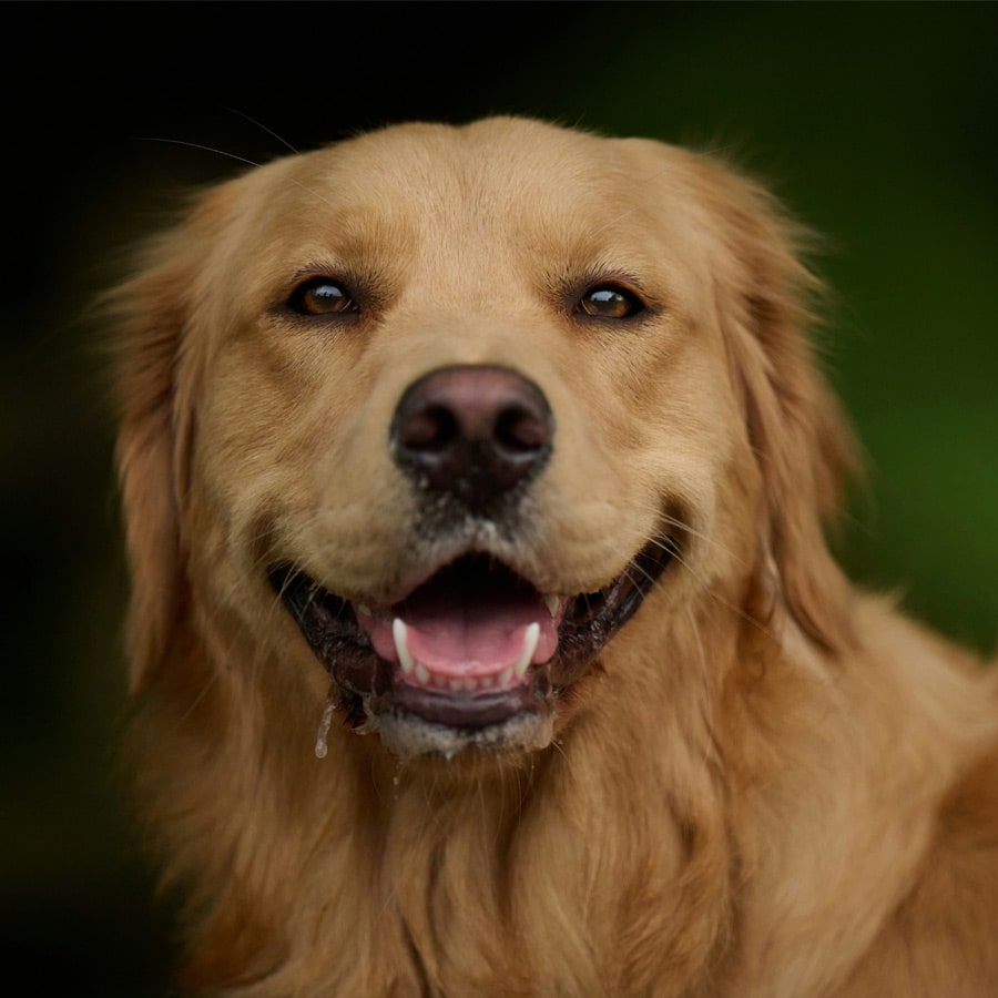 Dog-boarding
