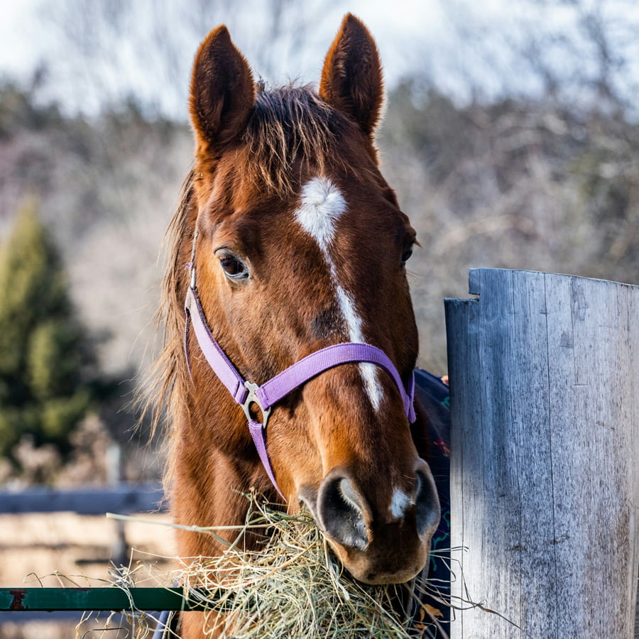 Equine-Care-section