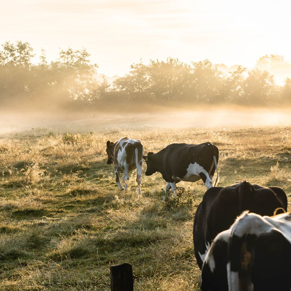 Livestock Equine