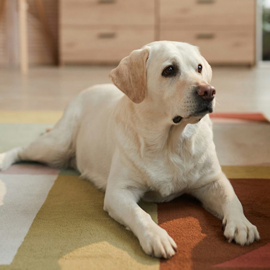 Pet Hospice Care section