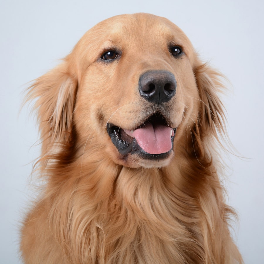 Routine-Pet-Wellness-Exams-section