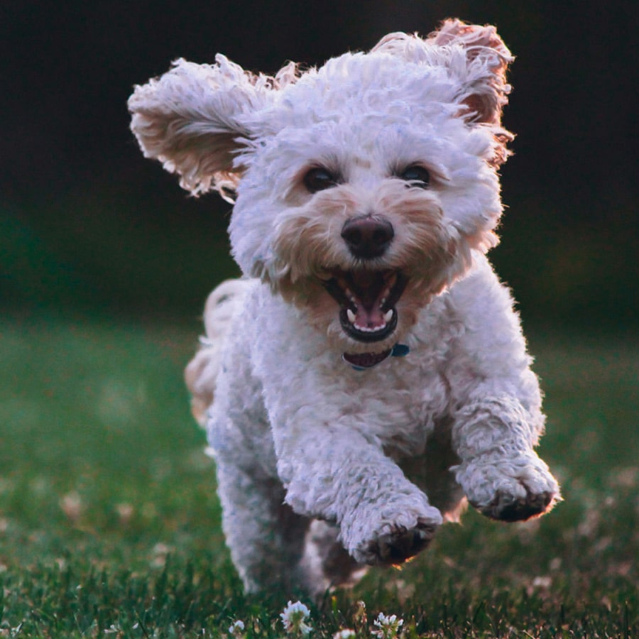 What-Is-a-Pet-Health-Certificate-section