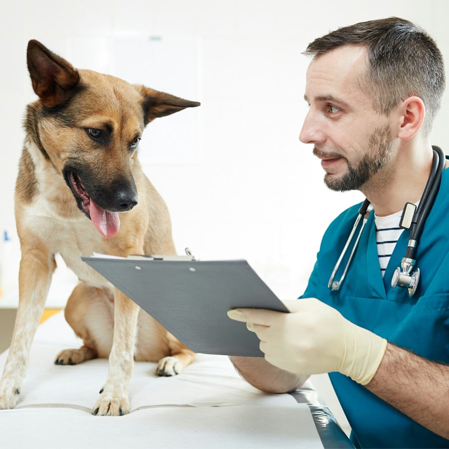 What-to-Expect-During-a-Health-Certificate-section