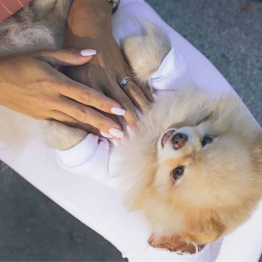 Why-Are-Pet-Travel-Certificates-section