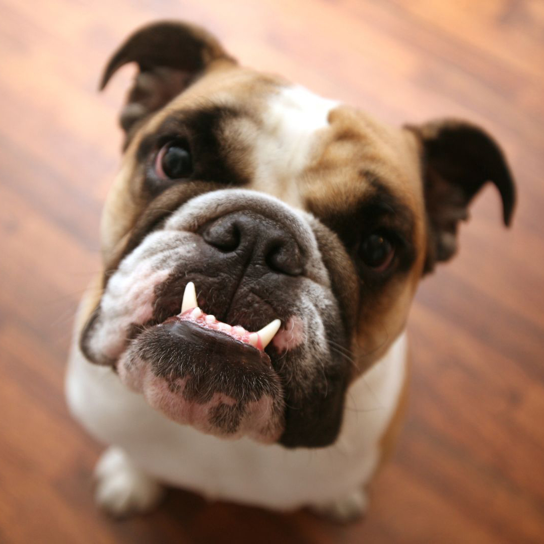 english bulldog looking up at camera