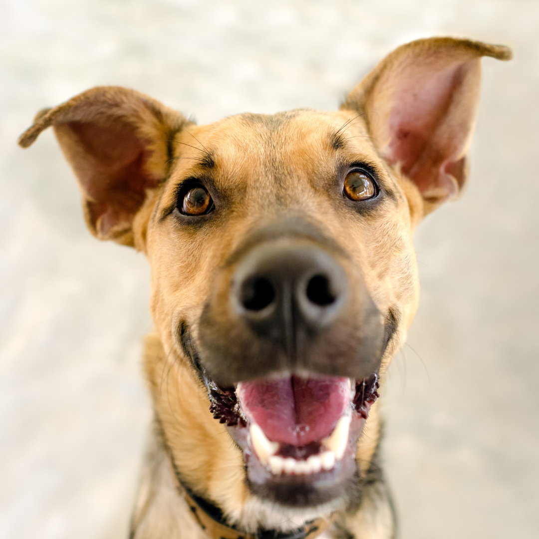 Comprehensive-Pet-Dental-Care-section