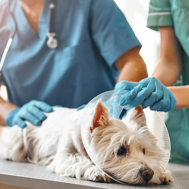 two veterinarians with gloves putting on a protective plastic cone on a small dog lying on exam table at animal hospital