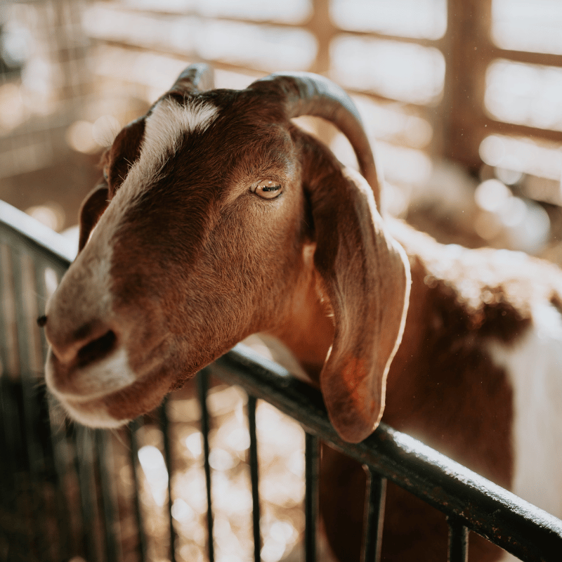 red and white goat in a barn